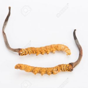 Yarsagumba (Caterpillar fungus) 1 pcs – A grade